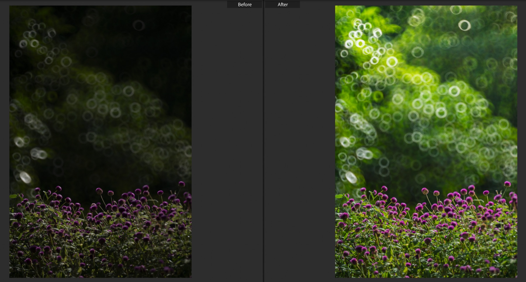 เปรียบเทียบ Before/After ภาพดอกไม้สีม่วงกับ Bokeh สีเขียว แต่งด้วย Exposure/Vibrance แบบ Natural